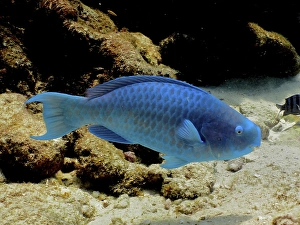 Blue parrotfish (Scarus coeruleus)