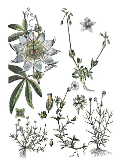 Blue passion flower, Passiflora caerulea (top left)