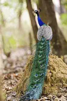 Blue peacock (Pavo cristatus), India