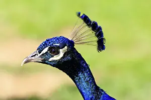 Blue Peacock (Pavo cristatus), portrait, captive