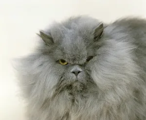 Blue Persian Domestic Cat, Portrait of Adult