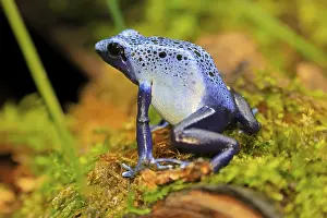 Blue poison dart frog (Dendrobates tinctorius)