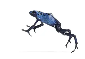 Blue poison dart frog jumping, Dendrobates tinctorius azureus
