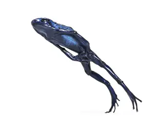 Blue poison dart frog jumping, Dendrobates tinctorius azureus