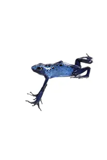 Blue poison dart frog jumping, Dendrobates tinctorius azureus