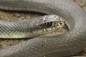 Blue racer (Coluber constrictor) foxi