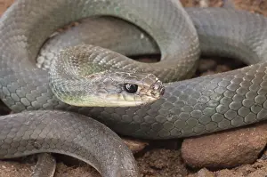 Blue racer (Coluber constrictor) foxi
