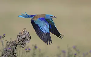 Blue racke (Coracias garrulus)