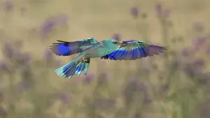 Blue racquet (Coracias garrulus)