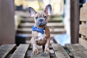 Blue red fawn French Bulldog dog puppy wearing blue bow tie
