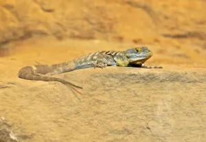 Blue Rock Lizard (Petrosaurus thalassinus)