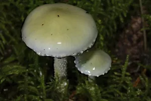 Blue roundhead (Stropharia caerulea)