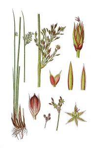 Blue rush (Juncus glaucus), medicinal plant