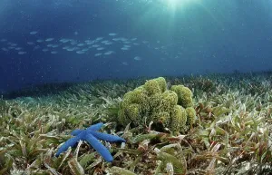 Blue Sea Star (Asteroidea) on seaweed