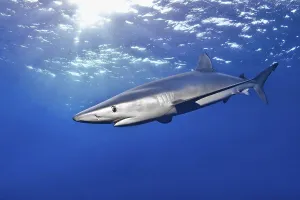 Blue shark (Prionace glauca), Azores