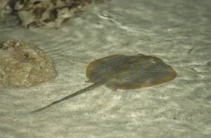 Blue-spotted stingray (Taeniura lymma)