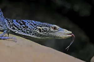 Blue-spotted tree monitor (Varanus macraei)