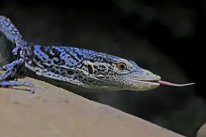 Blue-spotted tree monitor (Varanus macraei)