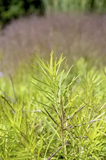 Blue star bush (Amsonia hubrichtii)