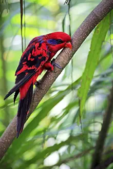 Blue Streaked Lory, Blue necked Lory