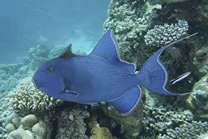 Blue-striped triggerfish (Pseudobalistes fuscus)