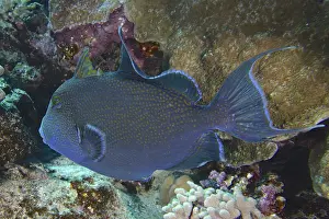 Blue-striped triggerfish (Pseudobalistes fuscus)
