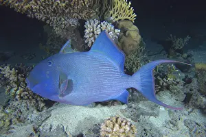 Blue-striped triggerfish (Pseudobalistes fuscus)