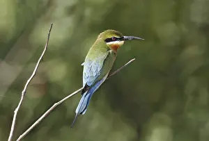 Blue-tailed bee-eater (Merops philippinus)