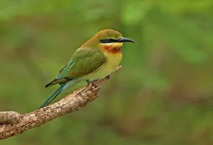 Blue-tailed bee-eater (Merops philippinus)