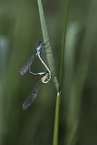 Blue-tailed Damselfly (Ischnura elegans)