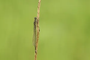 Blue-tailed damselfly (Ischnura elegans)