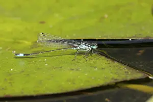 Blue tailed damselfly (Ischnura elegans) adult insect resting on a water lily pad leaf in a garden pond in summer