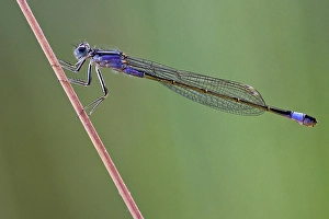 Blue-tailed damselfly (Ischnura elegans) with blue-violet thorax