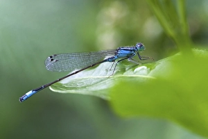 Blue tailed Damselfly (Ischnura elegans) on a leaf