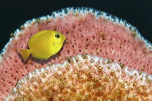 Blue Tang (Acanthurus coeruleus)