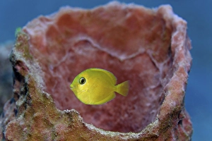 Blue Tang (Acanthurus coeruleus)