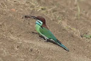 Blue-throated Bee-eater (Merops viridis) with dragonfly in beak