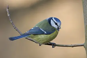 blue tit