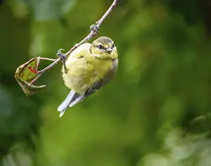 Blue tit bird hanging on the twig of a tree
