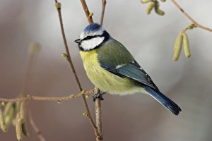 Blue Tit (Cyanistes caeruleus)