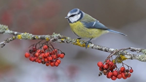 Blue tit (Cyanistes caeruleus)