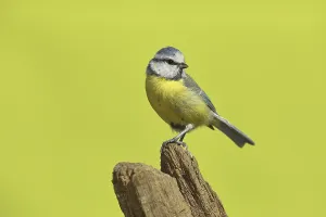Blue tit (Cyanistes caeruleus)