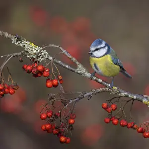 Blue tit (Cyanistes caeruleus)