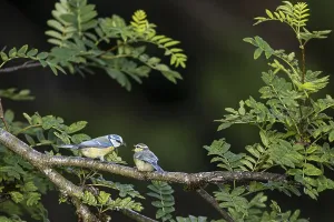 Blue tit (Cyanistes caeruleus)