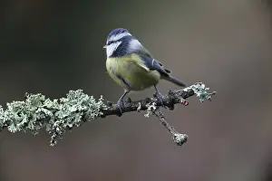 Blue tit (Cyanistes caeruleus)