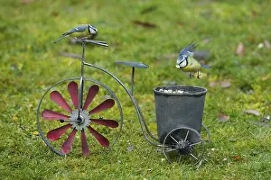 Blue tit (Cyanistes caeruleus)