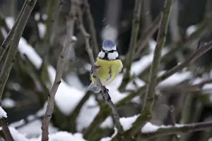 Blue tit (Cyanistes caeruleus)