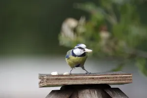 Blue tit (Cyanistes caeruleus)