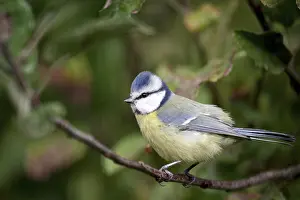 Blue tit (Cyanistes caeruleus)
