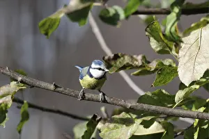 Blue tit (Cyanistes caeruleus)